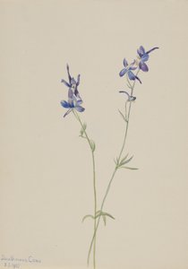 Mavi Larkspur Delphinium nuttallianum, 1905. by Mary Vaux Walcott