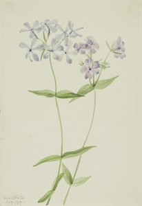  by Mary Vaux Walcott
