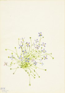  by Mary Vaux Walcott