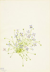 Bluets Houstonia serpyllifolia, 1934. by Mary Vaux Walcott