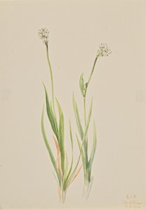 Bog-Asphodel Tofieldia intermedia, 1920. by Mary Vaux Walcott