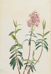 Bataklık Kalmia Kalmia polifolia, 1922. by Mary Vaux Walcott
