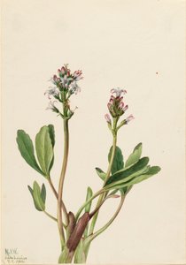Bogbean Menyanthes trifoliata, 1925. by Mary Vaux Walcott
