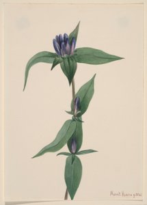  by Mary Vaux Walcott