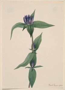 Şişe Gentian Gentiana saponaria, 1905. by Mary Vaux Walcott