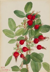 Burjuva Gülü Rosa burjuana, 1923. by Mary Vaux Walcott