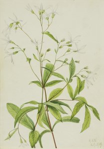 Bowmansroot Porteranthus trifoliatus, 1919. by Mary Vaux Walcott