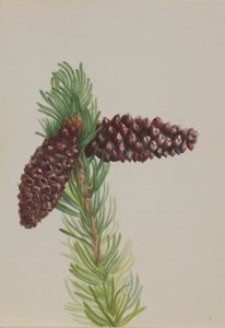  by Mary Vaux Walcott