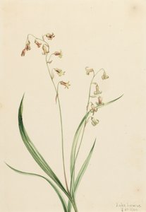 Bronzebells Stenantium occidentale, 1906. by Mary Vaux Walcott