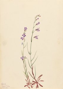 by Mary Vaux Walcott