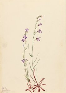 Brook Lobelia Lobelia Kalmii, 1923. by Mary Vaux Walcott