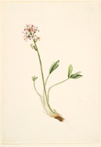  by Mary Vaux Walcott