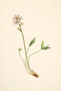 Buckbean Menyanthes trifoliata, yaklaşık. 1900-1920. by Mary Vaux Walcott