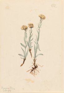  by Mary Vaux Walcott