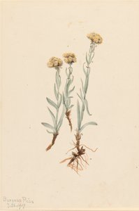 Buff Pussytoes Antennaria luzuloides, 1917. by Mary Vaux Walcott