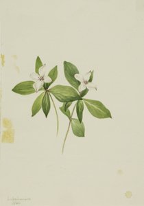  by Mary Vaux Walcott