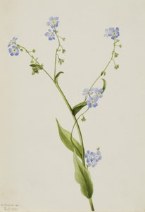 Bur-unut beni Lappula diffusa, 1903 by Mary Vaux Walcott
