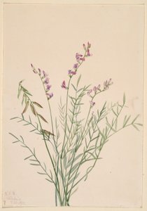  by Mary Vaux Walcott