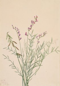 Burgess Milkvetch Astragalus bourgovii, 1922. by Mary Vaux Walcott