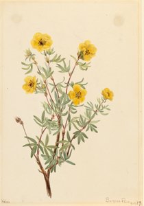 Bush Cinquefoil Potentilla fruticosa, 1917. by Mary Vaux Walcott