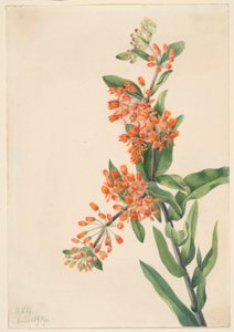  by Mary Vaux Walcott