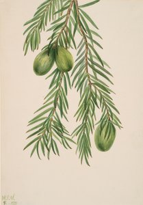California Nutmeg Tumion californicum, 1929. by Mary Vaux Walcott