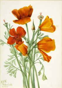  by Mary Vaux Walcott