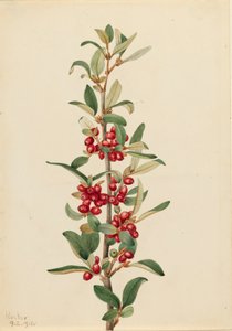 Kanada Buffaloberry Lepargyrea canadensis, 1916. by Mary Vaux Walcott