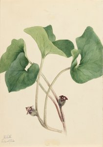 Kanada Yabani Zencefil Asarum Kanada, 1920. by Mary Vaux Walcott