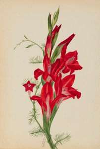  by Mary Vaux Walcott