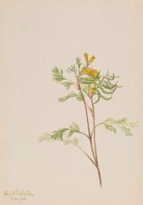 Capnoides aureum, 1918. by Mary Vaux Walcott