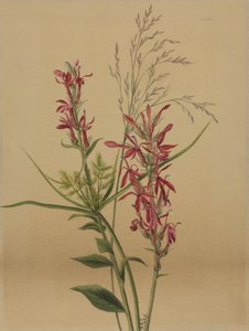 Kardinal Çiçek Lobelia cardinalis, 1878. by Mary Vaux Walcott