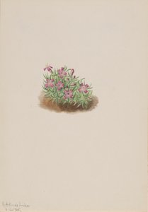 Halı Pembe Silene acaulis, 1905. by Mary Vaux Walcott