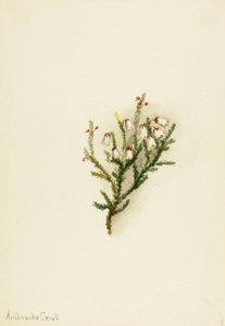 Cassiope Cassiope mertensiana, yaklaşık. 1900-1905. by Mary Vaux Walcott