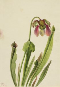 Catesby Pitcherplant Sarracenia catesaei, 1929. by Mary Vaux Walcott