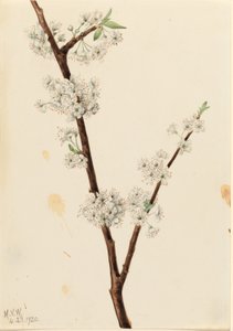  by Mary Vaux Walcott