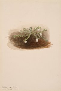 Chiogenes hispidula, 1904. by Mary Vaux Walcott