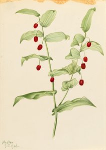  by Mary Vaux Walcott