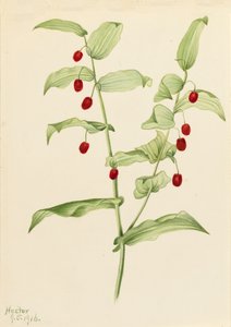 Sıkıştırma Bükülmüş Sap Streptopus amplexifolius, 1916. by Mary Vaux Walcott