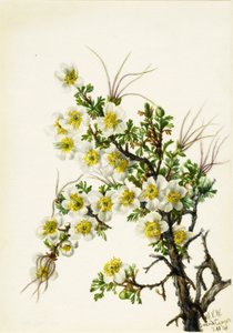 Cliffrose Cowania stansburiana, 1934. by Mary Vaux Walcott