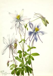 Columbine Aquilegia ekalkarata, 1935. by Mary Vaux Walcott