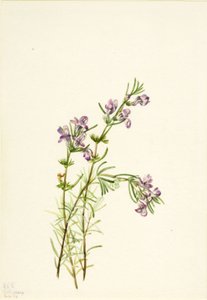 Conradina verticillata, 1934. by Mary Vaux Walcott