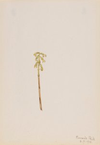  by Mary Vaux Walcott