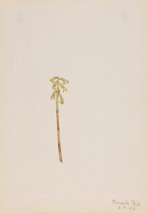 Corathorhiza corallorhiza, 1918. by Mary Vaux Walcott