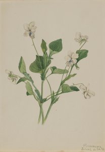 Krem Menekşe Viyola çizgili, 1918 by Mary Vaux Walcott