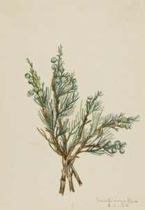 Sürünen Ardıç Juniperus yatay, 1918. by Mary Vaux Walcott