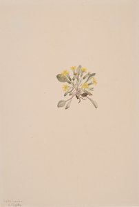 Krep Elegans, 1904 by Mary Vaux Walcott