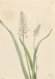 Crowpoison Chrosperma muscaetoxicum, 1921. by Mary Vaux Walcott