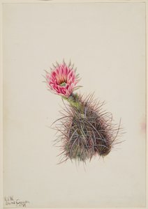 Salatalık Kaktüsü, 1939. by Mary Vaux Walcott