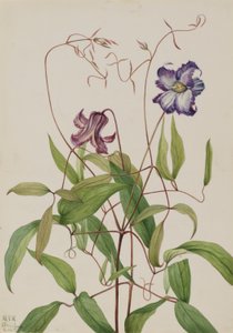  by Mary Vaux Walcott